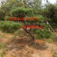 50黑松二層分枝60黑松三層分枝