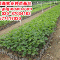 黃花風(fēng)鈴木—黃花風(fēng)鈴木小苗—黃花風(fēng)鈴木價(jià)格