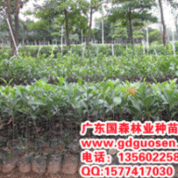 小葉榕—小葉榕價(jià)格_廣西小葉榕