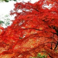 紅楓怎么種植？紅楓？紅楓圖片