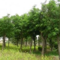 2-6球法桐，法桐圖片，法桐價格