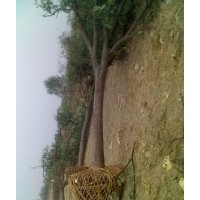 供應(yīng)女貞,海棠,國(guó)槐