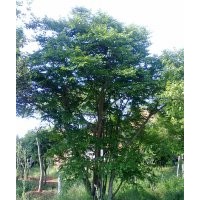 供應(yīng)樸樹,三角楓,香樟