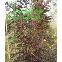 優(yōu)質(zhì)東紅3號(hào)盡在山東慶云東紅白蠟苗木基地