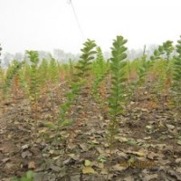 江蘇紫薇小苗1-1.5米高包成活紫薇樹苗批發(fā)