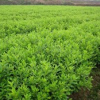 供應(yīng)福建毛杜鵑