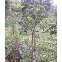 供應(yīng)四季桂小苗，八月桂小苗。