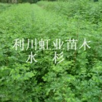 供應利川水杉樹苗水杉種子水杉小苗