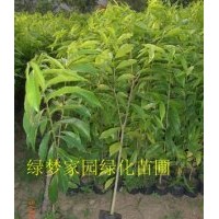 供應(yīng)綠化苗木珍貴樹種白木香,土沉香,沉香樹,女兒香,牙香樹小苗