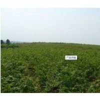 供應(yīng)句容櫸樹小苗