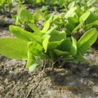 廣玉蘭花苗廣玉蘭苗園林綠化樹苗荷花玉蘭苗廣玉蘭小苗批發(fā)