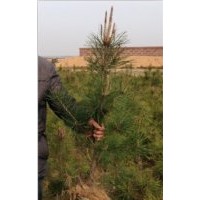 2013黑松苗40公分價格供應(yīng)