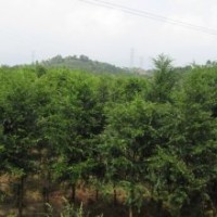 特售紅豆沙小苗[長沙跳馬]湖南紅豆沙小苗 紅豆沙小苗價格 綠化小