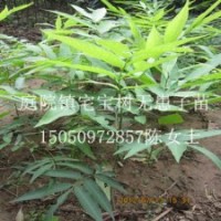 無患子苗洗手果苗木患子樹苗菩提樹苗批發(fā)庭院保平安樹苗