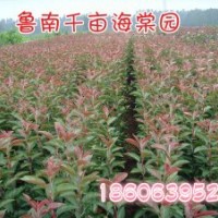 山東齊魯海棠基地