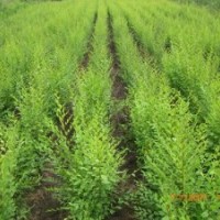 速生柳保定海源供應(yīng)廠家