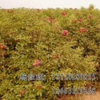 垂柳保定海源基地供應(yīng)