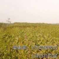 千頭椿保定海源供應(yīng)物美價廉