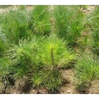 長期大量出售油松