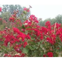 紅火箭紫薇紅火球紫薇紅葉紫薇