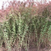 金葉女貞，紅葉小檗，龍柏