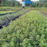 紅豆杉，紅豆杉小苗，紅豆杉價格，紅豆杉批發(fā)