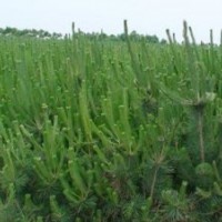 供應山東油松苗 油松樹苗