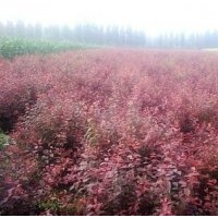 紅葉李紫葉矮櫻紅葉碧桃