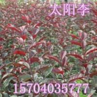 密枝紅葉李、求購密枝紅葉李