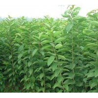 供應(yīng)2013綠化苗木白蠟,國(guó)槐,欒樹(shù)