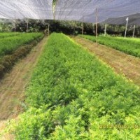 南方紅豆杉 10－30公分 紅豆杉 紅豆杉小苗 一年