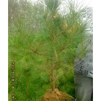 山東臨沂莒南艷紅苗圃：高70公分-=1.3米營養(yǎng)缽油松