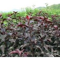 1-2公分亞當(dāng)海棠、鉆石海棠各7萬棵