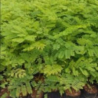 鳳凰木樹苗，鳳凰木苗，鳳凰木樹苗