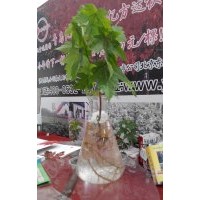 30cm美國(guó)秋紅楓羅根苗供應(yīng)