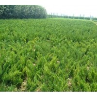 低價(jià)供應(yīng)沙地柏，龍柏，檜柏，爬地柏，側(cè)柏，花柏等苗