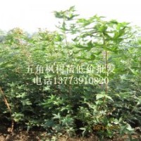 彩葉緑化苗木五角楓小樹苗批發(fā)一年生五角楓苗