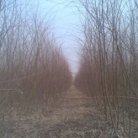 垂柳苗，速生垂柳，速生垂柳基地，速生垂柳價格