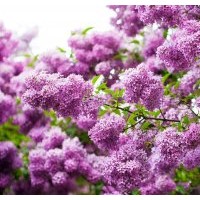 中華丁香性喜陽(yáng)光