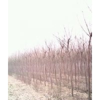 供應(yīng) 大量供１０７楊、白蠟，國槐，毛白楊苗，法桐，速生柳，千