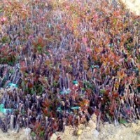 北美海棠根接苗，北美海棠根部嫁接苗，彩葉海棠根接苗