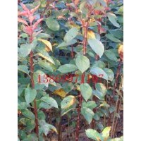 山東熱銷(xiāo)苗木，北美海棠，冬紅海棠，絢麗海棠