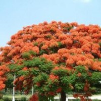 鳳凰木小苗批發(fā)