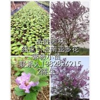 供應(yīng)南亞多花紫薇