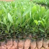 臺(tái)灣相思小苗批發(fā)