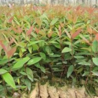 馬占相思小苗批發(fā)