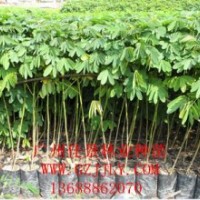 黃槐種苗黃槐營養(yǎng)苗黃槐種子大量供應(yīng)量大從優(yōu)