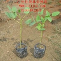 買雞冠剌桐樹苗雞冠剌桐種苗種子到廣州佳景林業(yè)