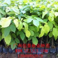 藍(lán)花風(fēng)鈴木種苗藍(lán)花風(fēng)鈴木小袋苗藍(lán)花風(fēng)鈴木種子大量供應(yīng)