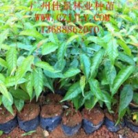 櫻花營養(yǎng)苗櫻花小袋苗櫻花種子供應(yīng)商，優(yōu)惠中 櫻花，一般指的是